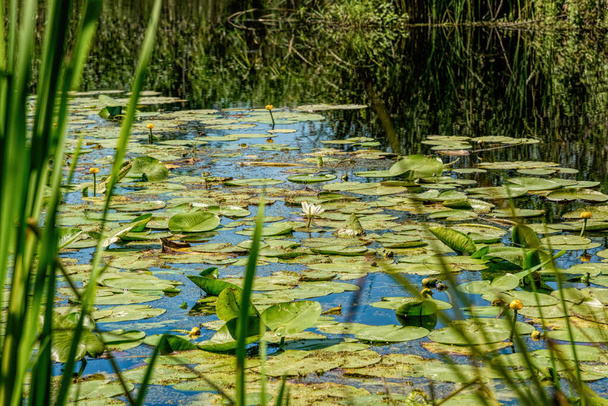 Water lilies on the surface of the water - Photo, Image