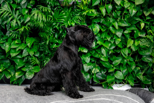 Miniature Schnauzer Dog Or Zwergschnauzer indoor - Fotografie, Obrázek