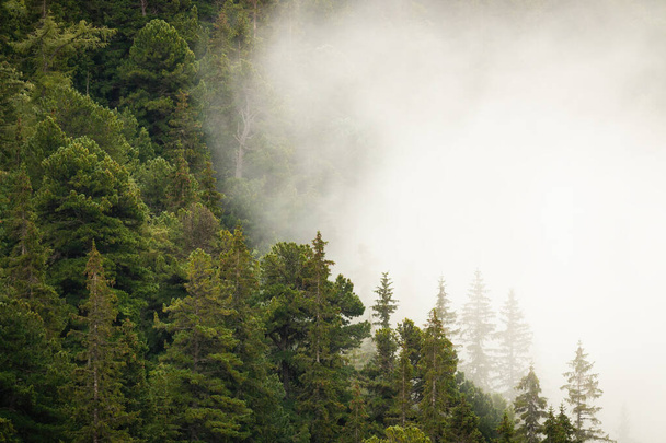 Bergbos met groene naaldbomen gedeeltelijk verborgen in dichte witte mist - Foto, afbeelding