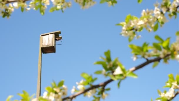 The starling returns to the nestling nest. A birdhouse in a blue sky in the rays of daylight between the branches of a plum blossom.  Animal protection. The bird house is made by human hands. - Video