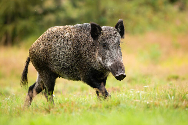 Adult female of wild boar running alone on the forest clearing - Фото, зображення
