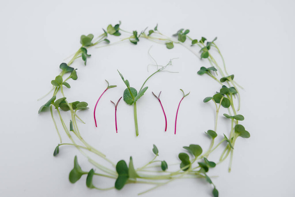 Micro-green sprouts close-up on a white background with free space. Healthy food and lifestyle - Foto, Imagem