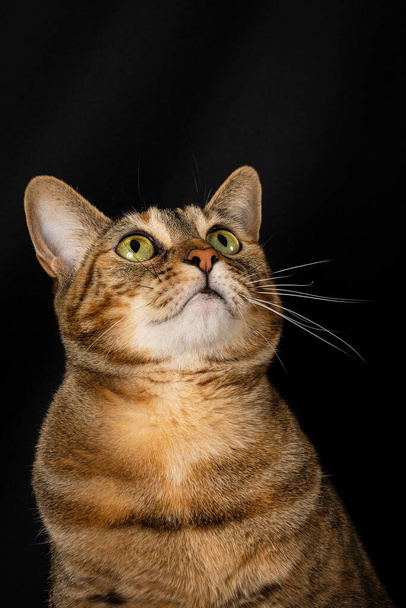 Primo piano del gatto comune tabby con gli occhi verdi, guardando in alto, su sfondo nero, in verticale, con spazio per la copia - Foto, immagini