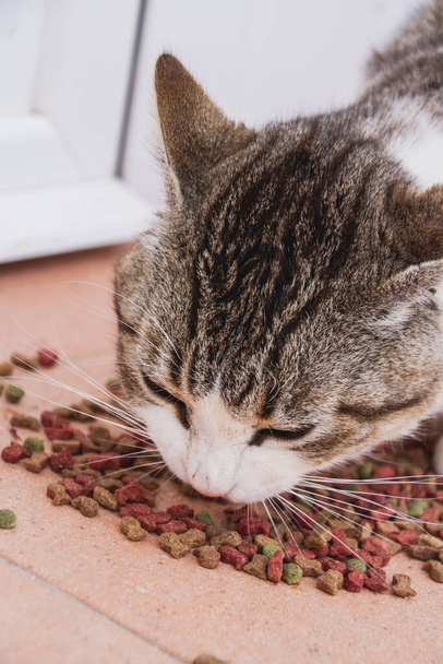 Piccolo gatto tabby che mangia il suo cibo - Foto, immagini