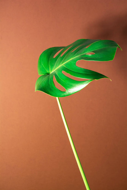 Tropical textural leaf monstera on brown background. Exotic green leaf to decorate your layouts. Copy space - Foto, Imagem
