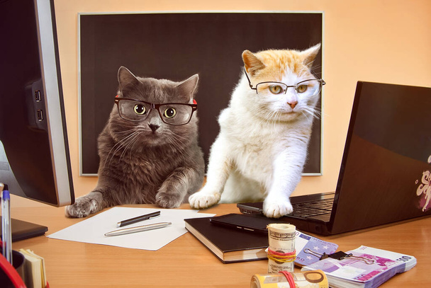 Cat with glasses near the laptop. Cats businessmen. The concept of business, computer technology, information technology and friendly cooperation. - Foto, imagen