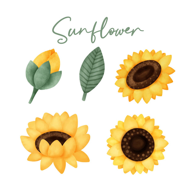 Collection of hand drawn watercolor sunflower . - Vector, Imagen