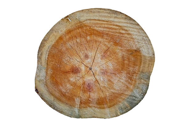 Corte transversal de un tronco de pino. Anillos de crecimiento y grano de madera. - Foto, imagen
