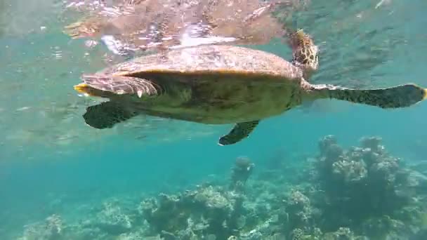 Groene zeeschildpad inhaleert, duikt en vermomt zich tussen de koralen. Onderwater leven op de Malediven eilanden. - Video