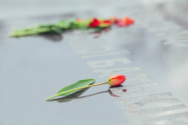 Tulipani rossi su una stele a quelli uccisi nella seconda guerra mondiale - Foto, immagini