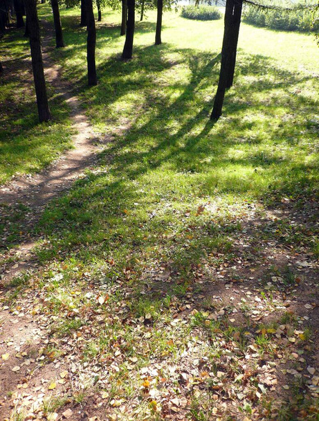 pathway in city park at autumn - Zdjęcie, obraz