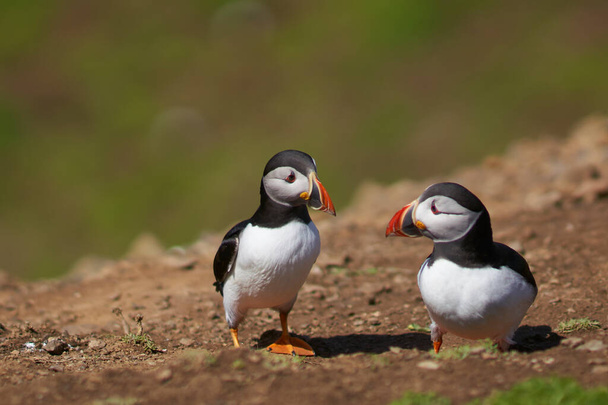 Two Atlantic puffin (Fratercula arctica) in spring on Skomer Island off the coast of Pembrokeshire in Wales, United Kingdom - Foto, Imagen