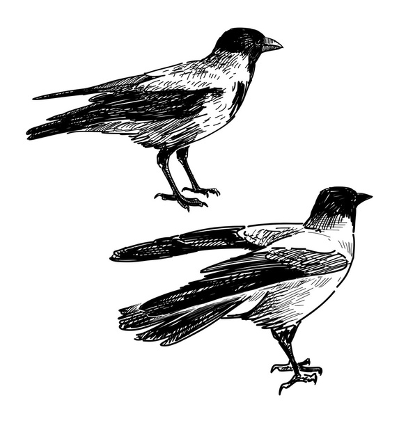 Two crows - Vektor, kép