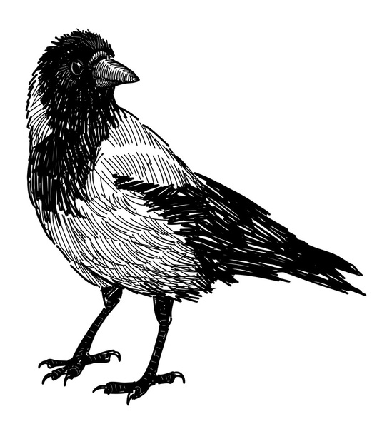 Urban crow - Vector, Image