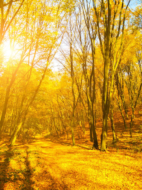 Autumn sunny landscape. Beautiful autumn trees leaves in the park. - Photo, Image