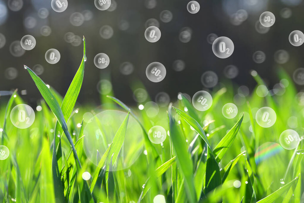 Frische grüne Frühlingsblätter aus Gras mit O2 und CO2-Blasen. Kohlendioxidaufnahme und Sauerstofffreisetzung. - Foto, Bild