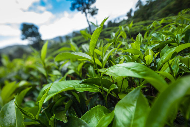 Sri lanka, Asia, Hermosa plantación de té verde fresco - Foto, imagen
