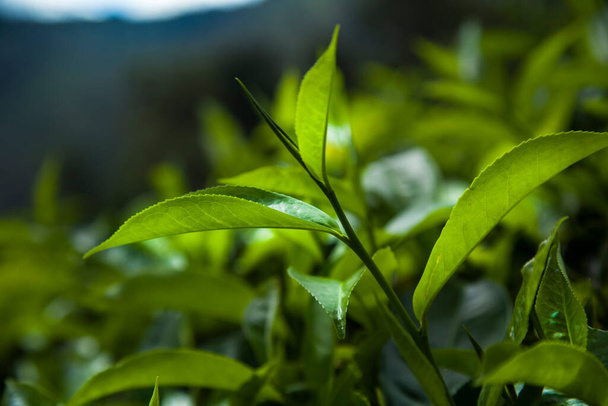 Sri lanka, Asia, Beautiful fresh green tea plantation - Valokuva, kuva