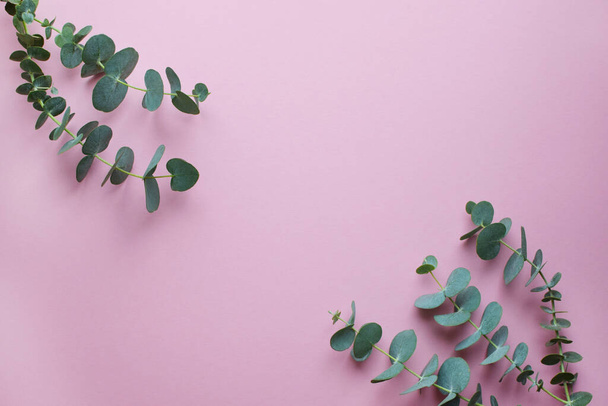 Eucalyptus branches  on a pink background. Flat lay, top view. Copy space. - Valokuva, kuva