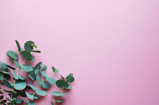 Eucalyptus branches  on a pink background. Flat lay, top view. Copy space. - Foto, immagini