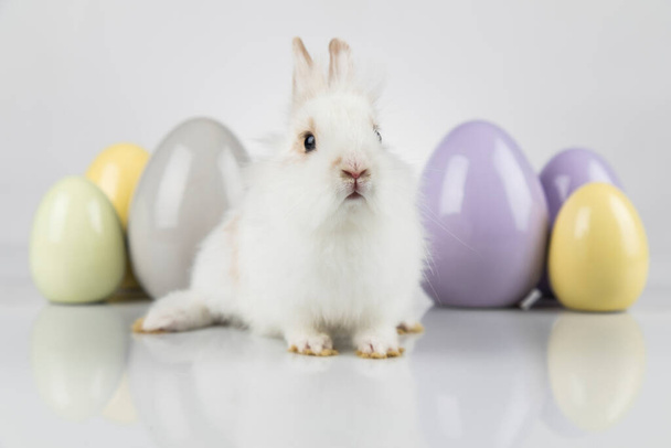 Ovos de coelho, coelho e páscoa - Foto, Imagem