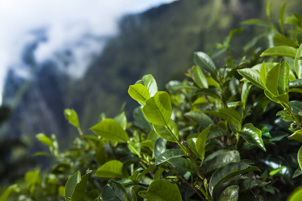 Sri lanka, Aasia, Kaunis tuore vihreä tee istutus - Valokuva, kuva