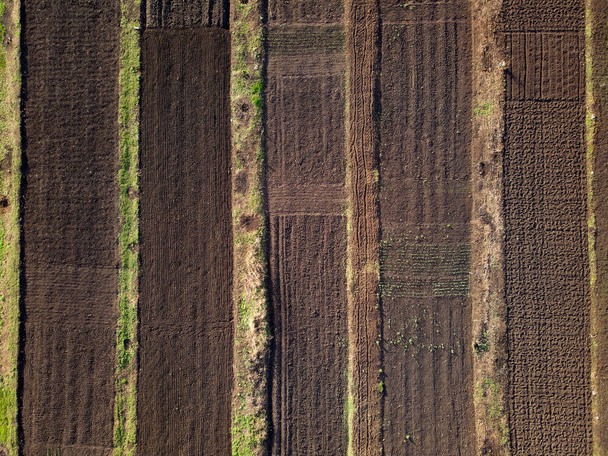 moestuin in het dorp in het vroege voorjaar, jonge groene scheuten zijn zichtbaar in de grond luchtfoto, geen mensen - Foto, afbeelding