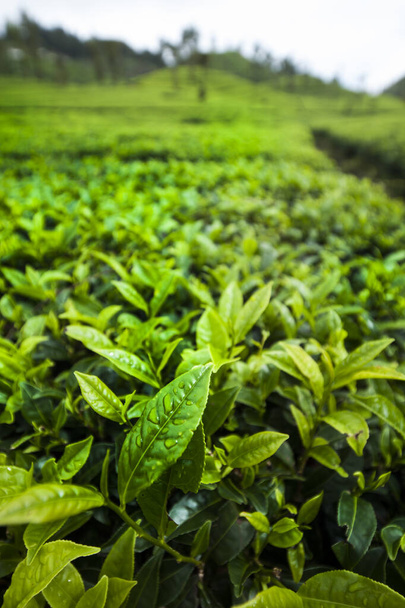 Aasiassa, Sri Lankassa. Kaunis tuore vihreä tee istutus - Valokuva, kuva