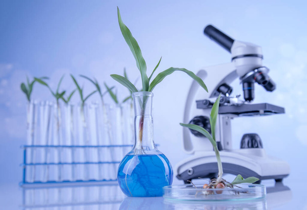 Microscoop, Chemisch laboratoriumglaswerk, Genetisch gemodificeerde plant - Foto, afbeelding