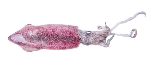 Isolated squid.  Top view fresh squid on white background. with clipping paths. - Photo, Image