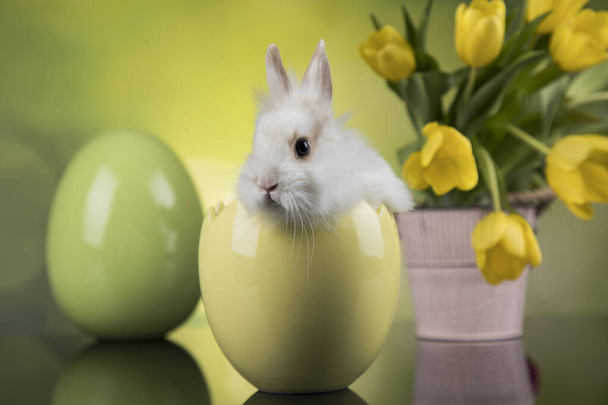 Munaa, pikku pupu, onnellinen pääsiäisen tausta - Valokuva, kuva