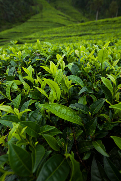 Campo de plantación de té verde - Foto, imagen