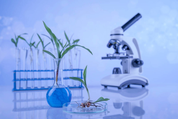 Glaswerk voor chemisch gebruik, genetisch gemodificeerde plant - Foto, afbeelding