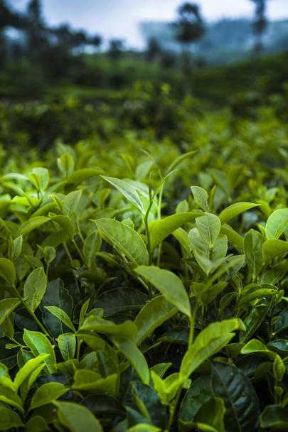 Plantación de té verde fresco en Sri lanka - Foto, imagen
