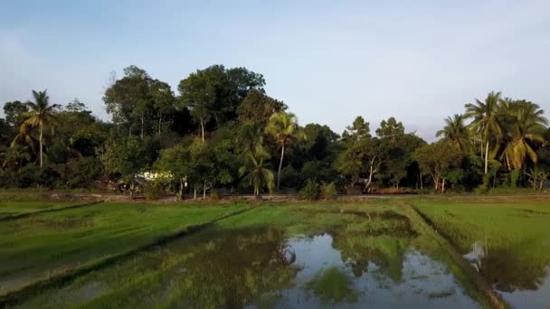 マレーシアの水で氾濫した緑の水田にジンバルが撃たれました. - 映像、動画