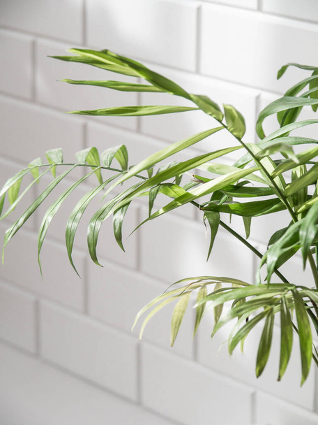 Green palm leafs on white tile wall background. Copy space . front view. Minimal houseplant concept. - Foto, Imagem