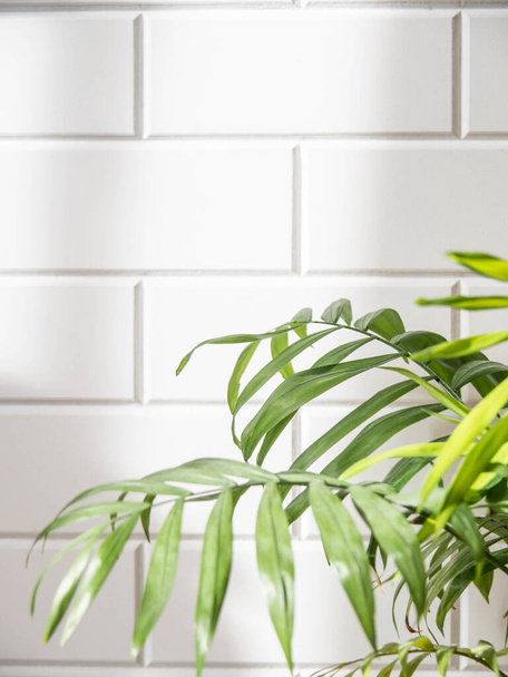 Feuilles de palmier vert sur fond de mur de tuiles blanches. Espace de copie. vue de face. Concept minimal de plante d'intérieur. - Photo, image