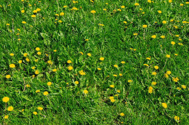 黄色のタンポポは日中緑の草の上で成長します - 写真・画像