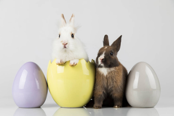 eieren, lente baby konijn, gelukkig Pasen achtergrond - Foto, afbeelding