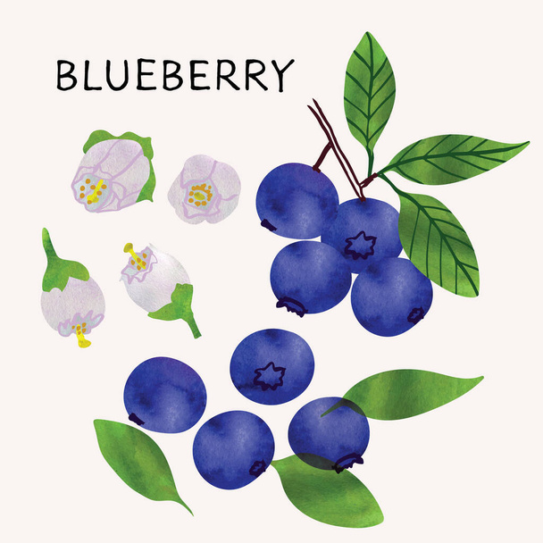 Blueberry illustration set with watercolor texture and line art. Hand drawn fully isolated modern colorful design elements ideal for health product packaging, brochures, web and more. Vector - Vector, Image