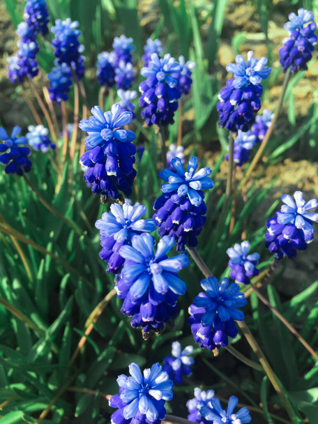 Siniset kukat muscari. Kukkapenkki - Valokuva, kuva