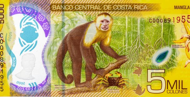 Mono, flor, Retrato de Costa Rica 5000 Colones, 2020 Polímero, Billetes. - Foto, imagen
