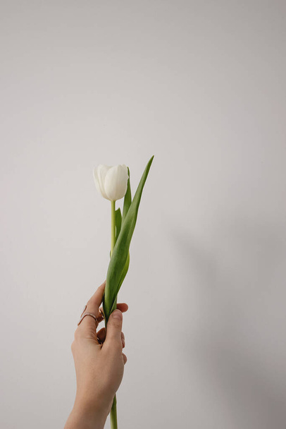 Womans hand holding single white tulip flower the white wall - Fotó, kép