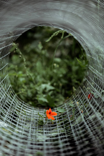 Blume auf grünem Hintergrund in einem Kreis aus Metallgittern - Foto, Bild