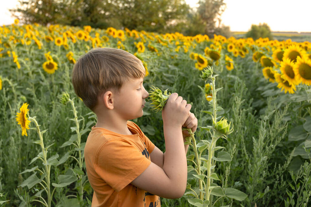 Un ragazzo la sera tra i girasoli nel campo annusa un fiore. - Foto, immagini