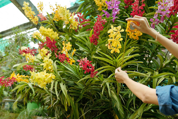 Hands of female greenhouse worker measuring stem length of beautiful blooming tropical flowers - Photo, Image