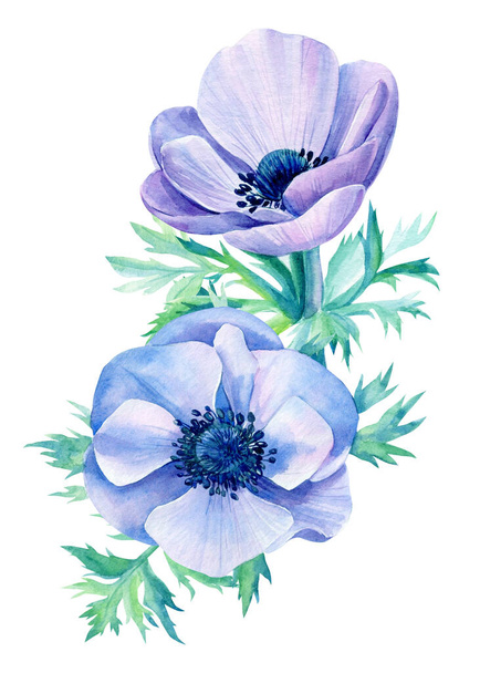 Bukiet kwiatów. Ręcznie malowany niebieski anemon izolowany na białym tle. Ilustracja akwarela. - Zdjęcie, obraz