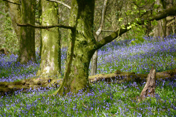 南ウェールズのカーディフにあるCoed-y-Wenallt Woods 。人気のブルーベルの森、どこを見ても完璧な場所は青い花のカーペットで春に歩く.  - 写真・画像