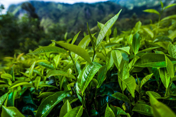 Fresh green tea plantation at Sri lanka - Фото, зображення
