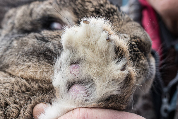 足の上のウサギのポドスキンは病気、皮膚炎、純粋な傷、膿の炎症を起こしたトウモロコシです。国内・ファームウサギ病 - 写真・画像